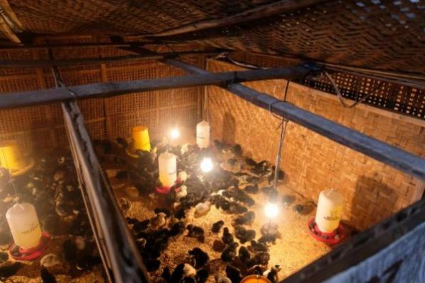 Pengembangan Food Estate Kementan Diapresiasi Presiden Jokowi