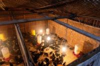 Pengembangan Food Estate Kementan Diapresiasi Presiden Jokowi