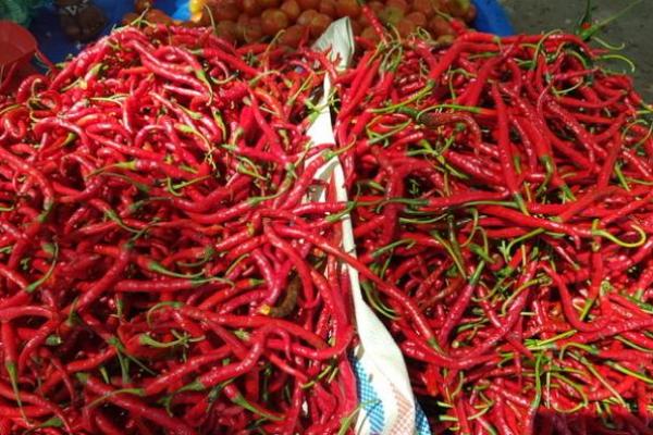 Pemerintah Diminta Turun Tangan Stabilkan Harga Cabai Jelang Nataru