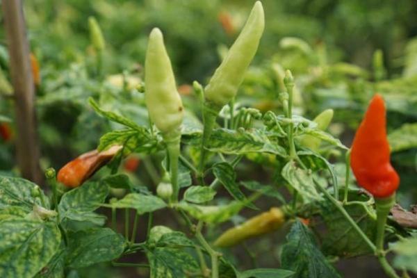 Jelang Nataru, Daerah Penyangga Cabai Siap Kirim Pasokan