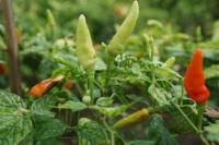 Jelang Nataru, Daerah Penyangga Cabai Siap Kirim Pasokan