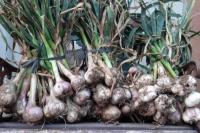 Kementan Terus Dorong Produksi Bawang Putih Lokal 