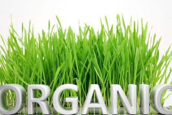 Pandemi, Kesadaran Masyarakat Konsumsi Produk Organik Meningkat
