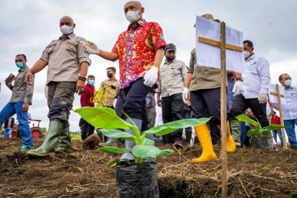 Pemerintah Upayakan Pisang Cavendish Bener Meriah Tembus Timur Tengah