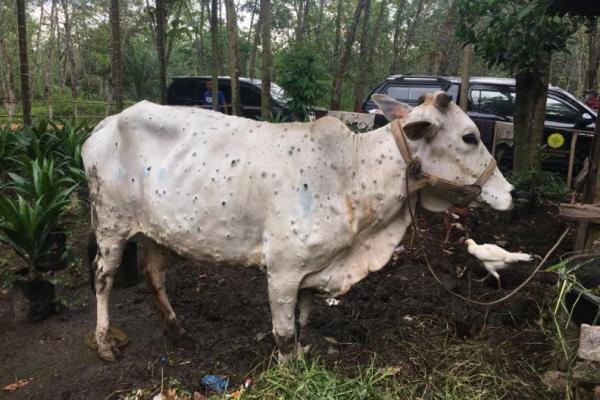 Tenang! Kementan Pastikan Penyakit LSD Sapi Tak Menular ke Manusia 