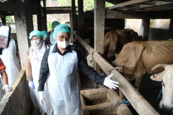 Cegah Penyakit Mulut dan Kuku, Mentan Tinjau Ternak Sapi di Boyolali