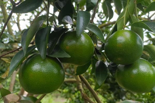 Kementan Dorong Jeruk Asal Sambas Masuk Pasar Ekspor