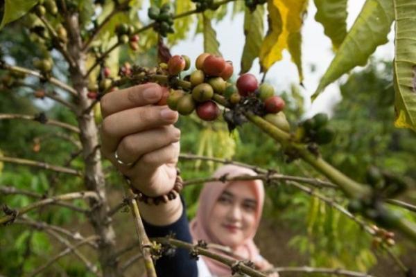 Mendag: Kopi Masih Jadi Prioritas Ekpor Indonesia