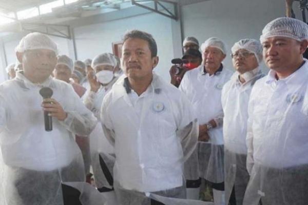 Program Udang Vaname di Bali Tunjukkan Progres Baik