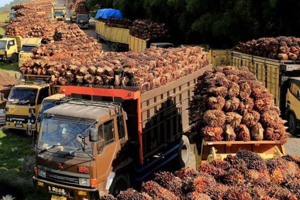 Stok CPO Sedang Numpuk, Pengusaha Minta Pungutan Ekspor Diturunkan