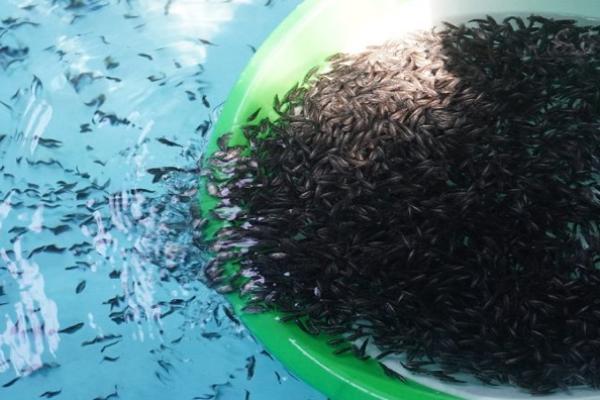 KKP Genjot Produksi Ikan Kakap Lewat Bantuan Benih