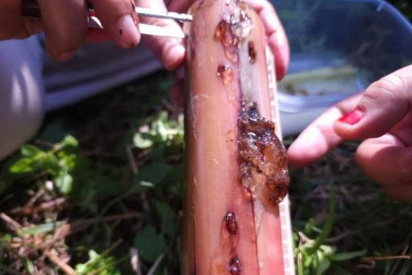 Kementan Dorong Peningkatan Ekspor Pisang Indonesia