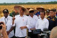 Jokowi: Proyek Food Estate Garapan Kolaborasi Kementerian