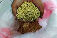 Upaya Bapanas Tekan Impor Kedelai