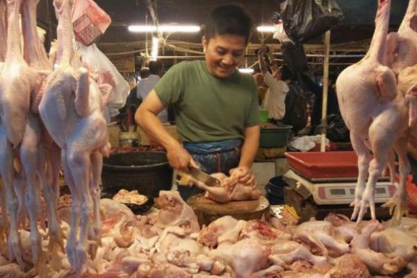 Kementan: Ketersedian Ayam Ras di Dalam Negeri Aman dan Mencukupi