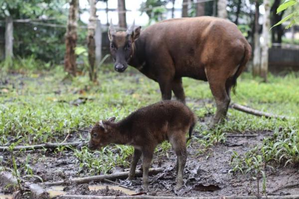 Kelahiran Bayi Anoa Disambut Optimisme dalam Upaya Pelestarian