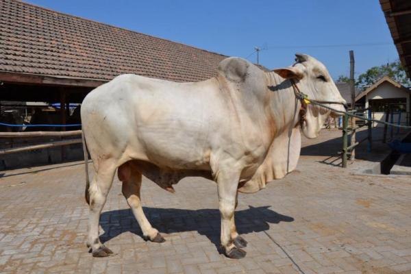 Menko Pangan Sebut Penghapusan Kuota Impor Sapi Hidup Sudah Berlaku