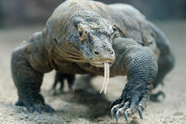 KLHK Lepasliarkan 6 Komodo Kelahiran 2020 di NTT