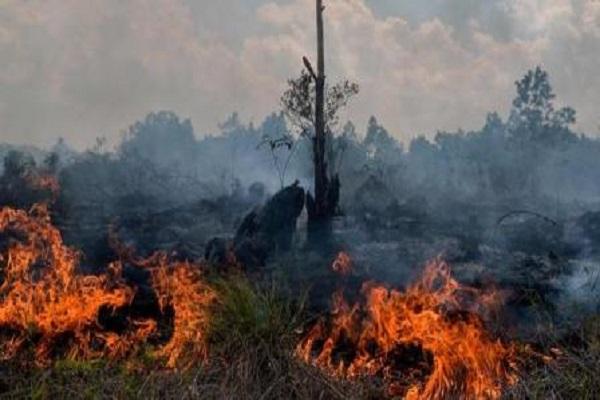 Cegah Kebakaran Hutan, Menteri LH Minta Pemprov Riau Optimalkan MPA