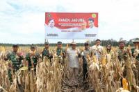 Kemhan Panen Jagung di Lahan Food Estate Kalteng