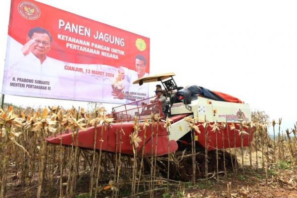 Kemhan Panen Jagung di Lahan Food Estate Cianjur