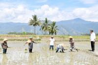 Tinjau Panen Padi, Jokowi Tekankan Pentingnya Percepatan Tanam Kembali