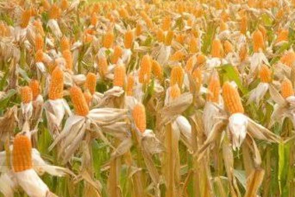 Siapkan Benih, Kementan Bantu Sulbar Naikkan Produksi 