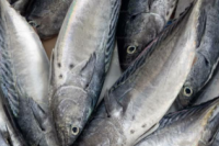 Peluang Buat RI, Mayoritas Ikan Swedia Dari Impor