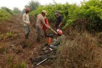 RI Patahkan Mitos Lahan Gambut Terdegradasi Tidak Dapat Dipulihkan