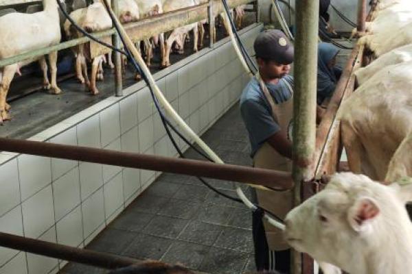 Genjot Produksi Susu, Kementan Lirik Usaha Kambing Perah