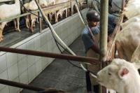 Genjot Produksi Susu, Kementan Lirik Usaha Kambing Perah