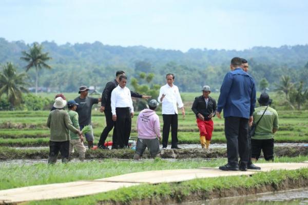 Presiden Jokowi Bersama Mentan Amran Tinjau Pompanisasi di Sulawesi