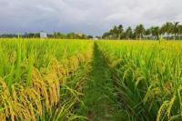 Pemprov Lampung Targetkan Luas Panen Padi Capai 609.311 Hektare