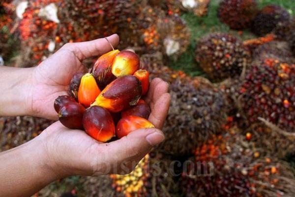 Harga Referensi Minyak Kelapa Sawit Periode November Naik 7,65 Persen