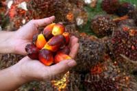 Harga Referensi Minyak Kelapa Sawit Periode November Naik 7,65 Persen