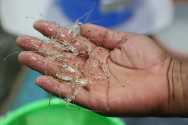 Kementerian Kelautan Godok Regulasi Pemanfaatan BBL Hasil Penyelundupan