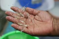 Kementerian Kelautan Godok Regulasi Pemanfaatan BBL Hasil Penyelundupan