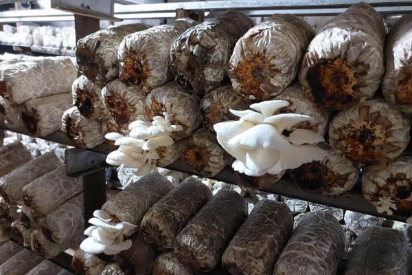 Pertamina Dorong Kemandirian Pangan Masyarakat Penajam Paser Utara