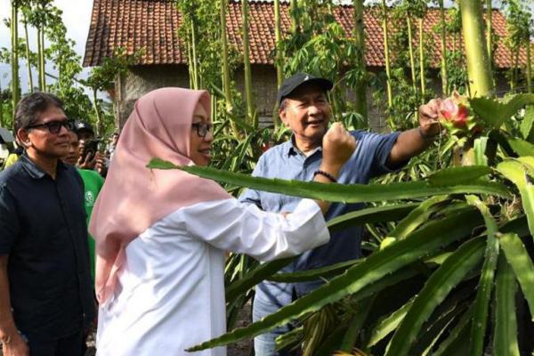 Kementerian Koperasi Dorong Petani Banyuwangi Lakukan Hilirisasi Buah Naga