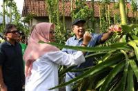 Kementerian Koperasi Dorong Petani Banyuwangi Lakukan Hilirisasi Buah Naga