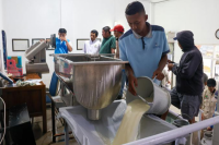 KSP Setia Kawan Raup Miliaran Rupiah dari Memerah Susu Sapi