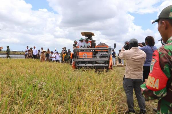 Meningkat 27 Persen, Merauke Panen Raya Padi Hasil Oplah