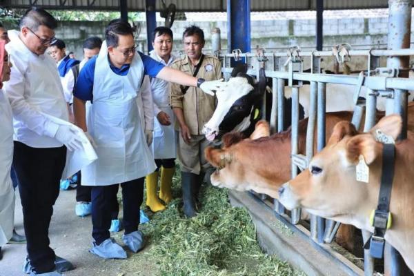 Tangani PMK Ternak, Pemprov Jatim Minta Peternak Lakukan Vaksinasi Mandiri
