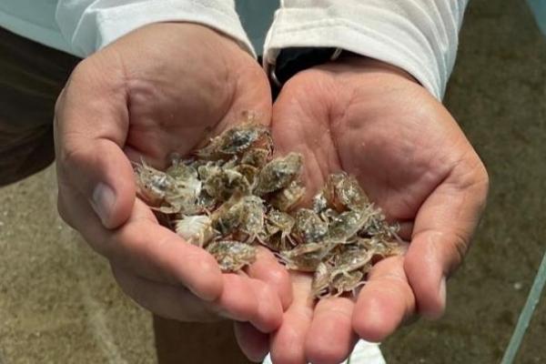 Minat Pasar Rajungan Meningkat, KKP Dorong Budidaya di Masyarakat