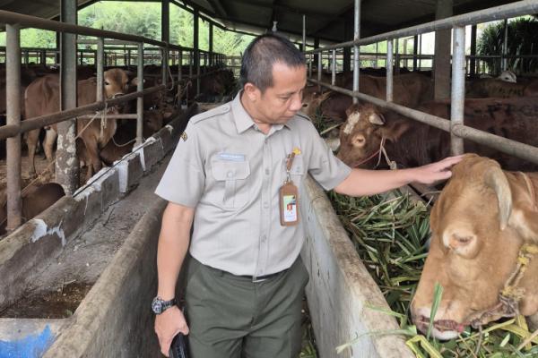 Prabowo Sumbangkan 578 Sapi Kurban, Kementan Awasi Penyembelihan-Distribusinya