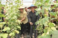 Mendes PDT Yandri Susanto saat panen perdana Melon Sweet Honey di Desa Kaliwedi, Kecamatan Gondang, Kabupaten Sragen (Foto: Humas Kemendes PDT)