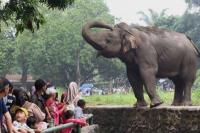Sejumlah pengunjung sedang menyaksikan gajah di Taman Margasatwa Ragunan, Pasar Minggu, Jakarta Selatan (Foto: ANTARA)