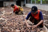 Petani gambir sedang menjamur gambir sebelum diekspor ke Asia Selatan (Foto: Biro Humas Kementerian UMKM)