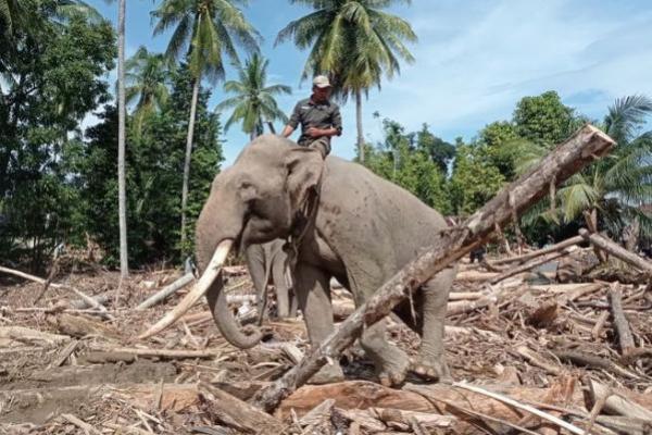 BKSDA Aceh Pastikan Kondisi Gajah Bantu Pemulihan Bencana Sumatra Aman