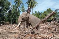 BKSDA Aceh menurunkan 4 (empat) ekor gajah terlatih beserta tim pendukungnya untuk membantu mempercepat penanganan dan pemulihan pasca dampak banjir di Kabupaten Pidie Jaya, Aceh (Foto: Kemenhut)